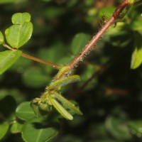 Grona heterophylla (Willd.) H.Ohashi & K.Ohashi